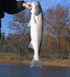 Strom Thurmond Lake - Augusta