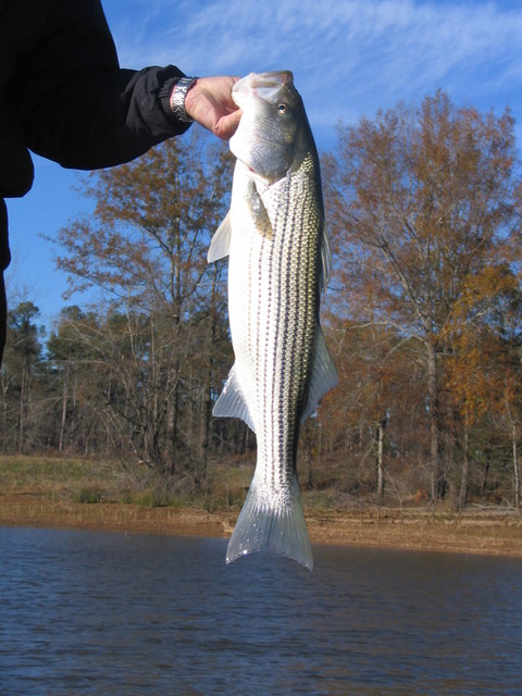 Strom Thurmond Lake - Augusta