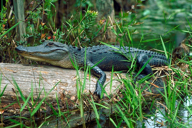 Okefenokee Swamp - Alligator